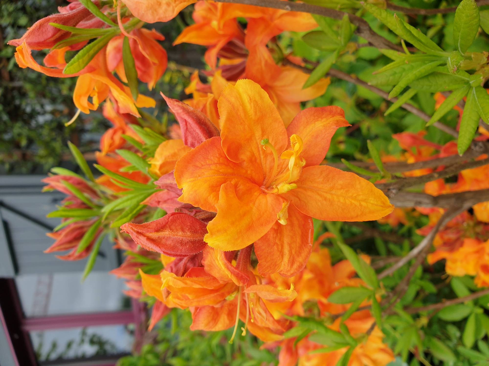 C'est le printemps !