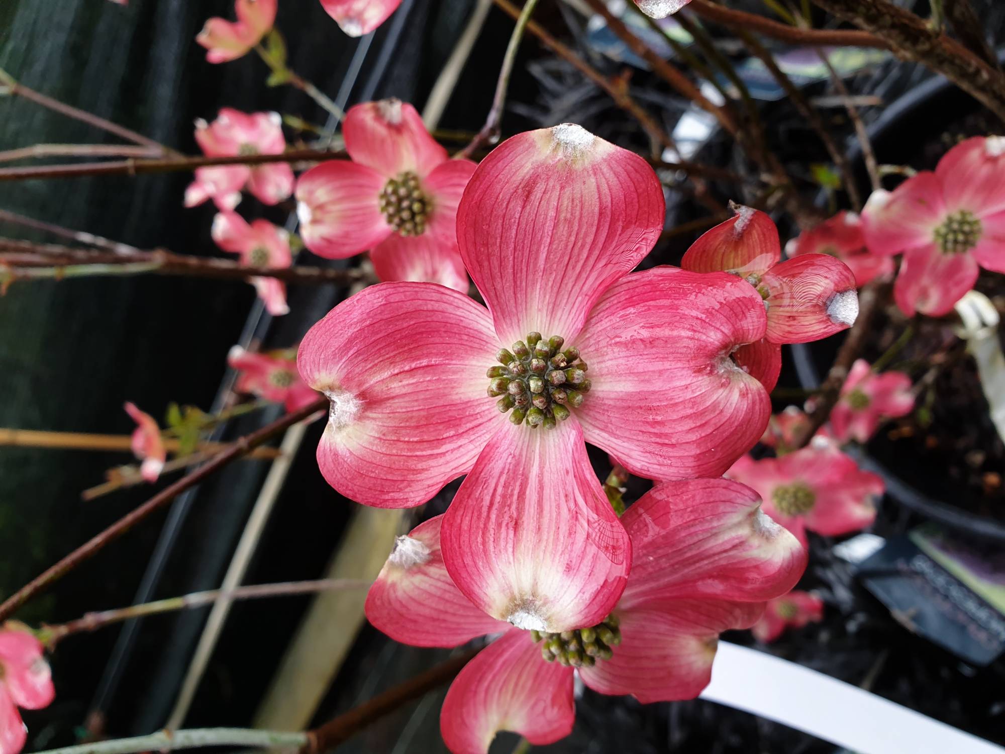 C'est le printemps !