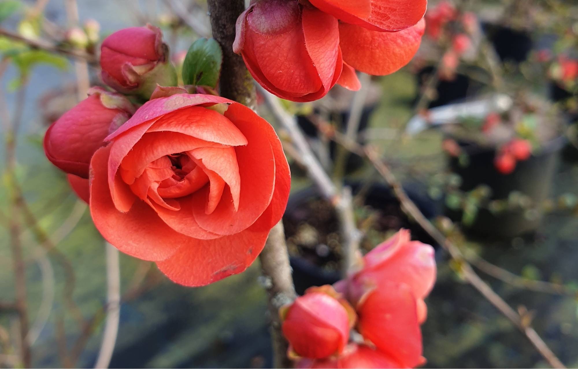 Animation Taille Fruitiers 