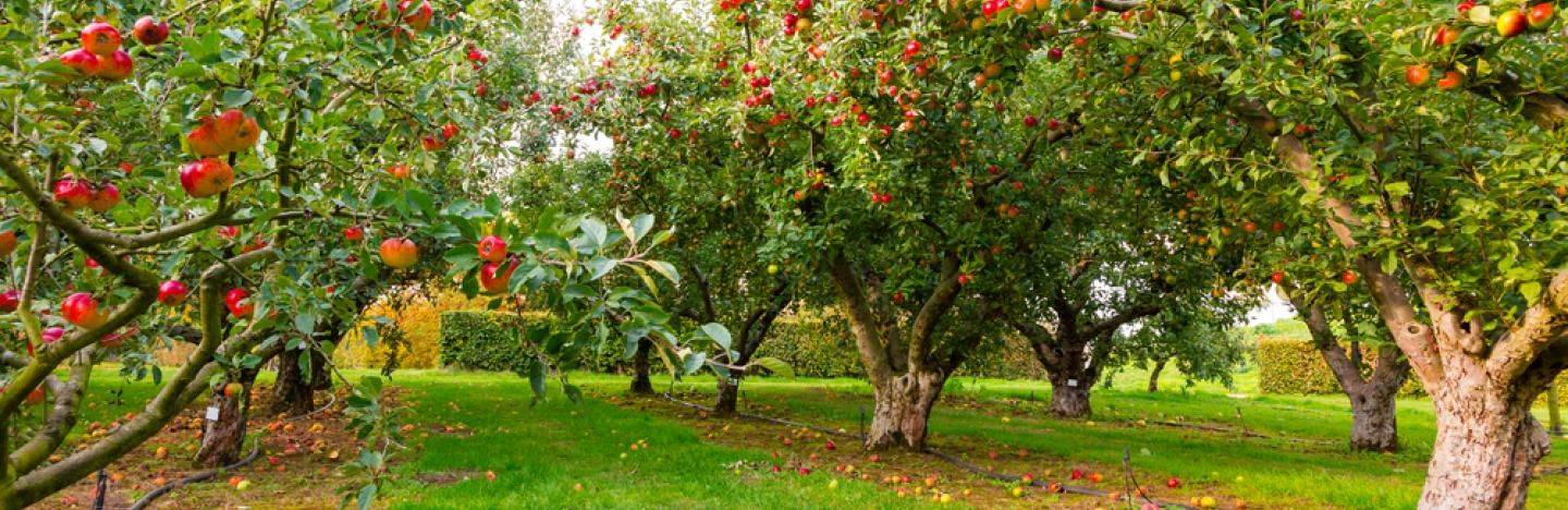 Vous pouvez planter vos fruitiers en racines nues jusqu'au printemps