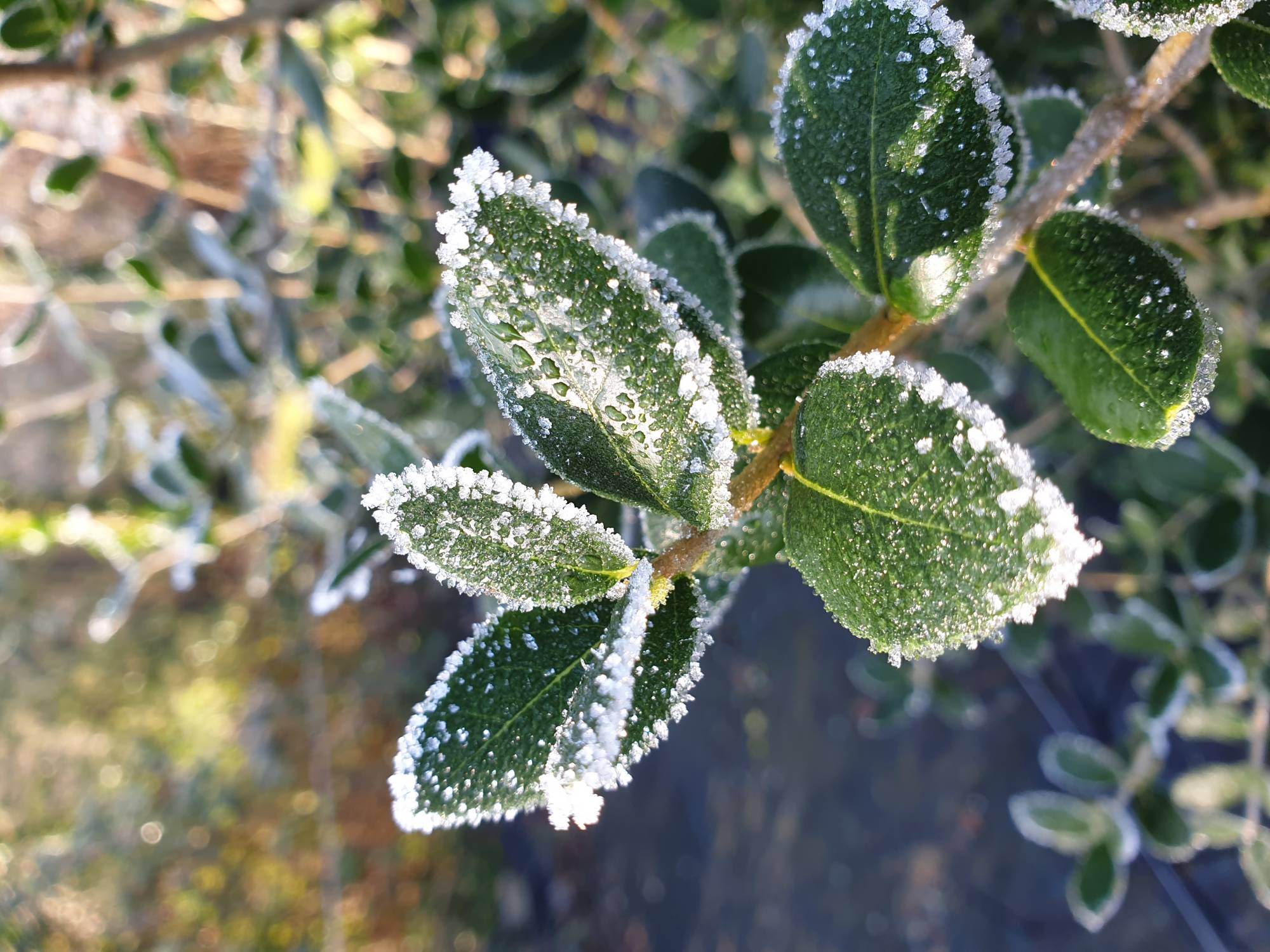 Nous vous souhaitons 